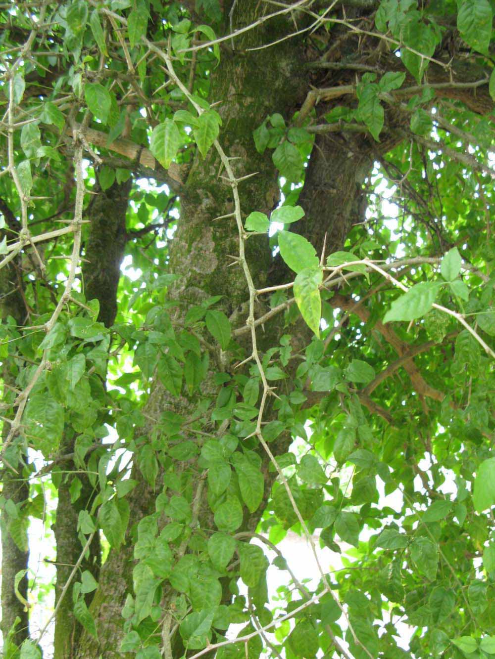           Shade leaves (Winter Haven, FL)   